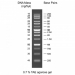 1. Маркеры молекулярного веса ДНК, Стар-лаб
