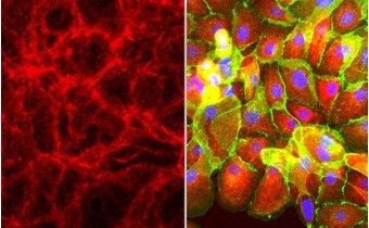 Первичные культуры клеток, Sigma-Aldrich (Merck)