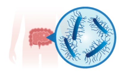 31.05.22. How does Interscience facilitate microbiota analysis?