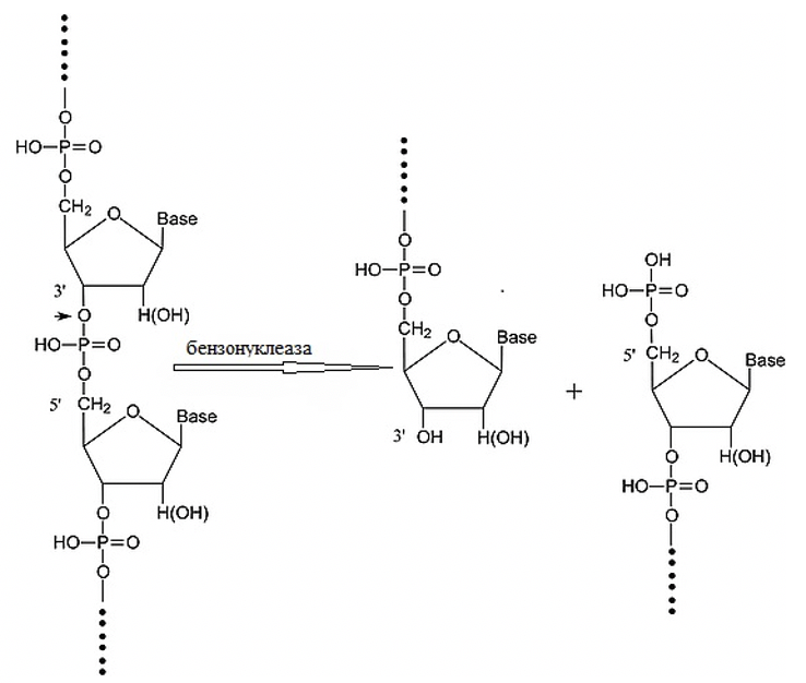 бензоназа (бензонуклеаза)
