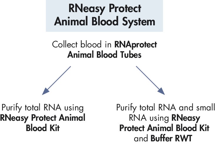 miRNARNeasy Protect Animal Blood System – предназначена для сбора крови животных, стабилизации и очистки РНК и микроРНК