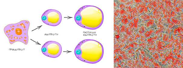 предиапоциты.jpg
