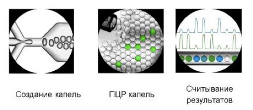Принцип цифровой ПЦР в каплях