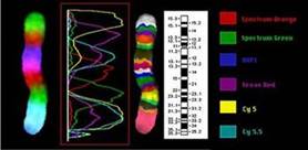 Многоцветный бэндинг 5 хромосомы человека