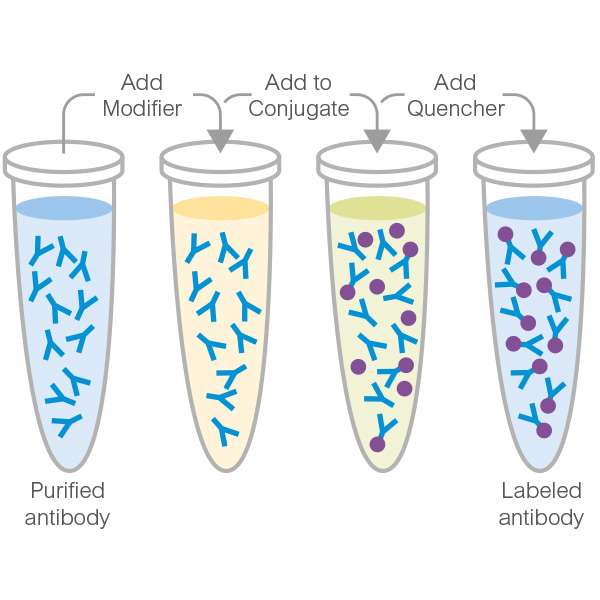 conjugation-kit-conjugation2.jpg