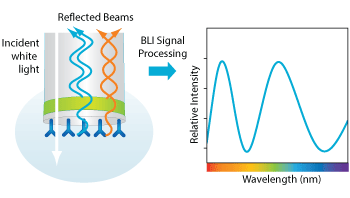  Технология Bio-Layer Interferometry