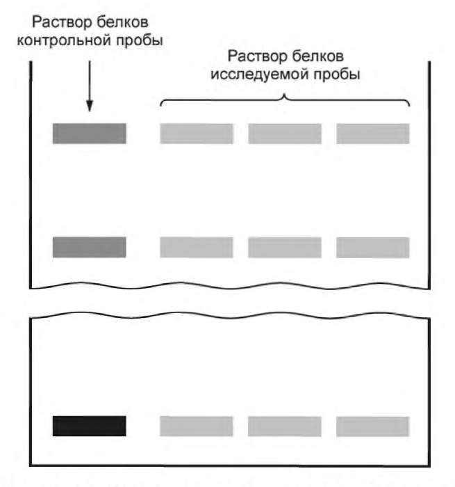 Электрофореграмма раствора белков без белков немолочного происхождения