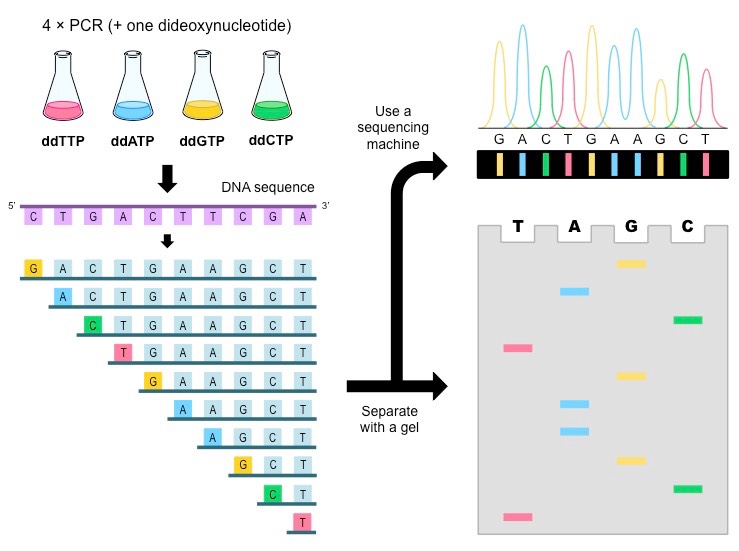 DNA-Sequencing Seng.jpeg