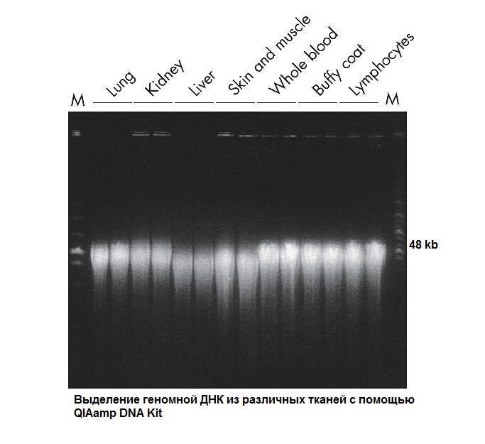Ткани человека, выделенные с набором QIAamp DNA