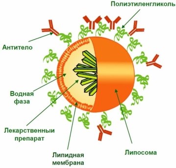 liposoma.jpg