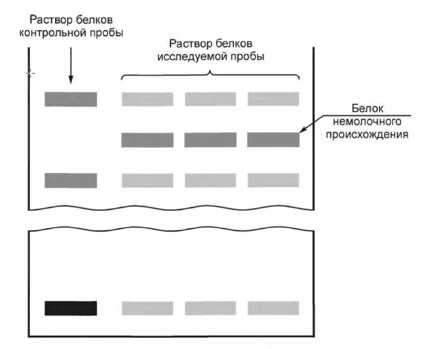 Электрофореграмма белков, в составе которой присутствует белок немолочного происхождения (согласно ГОСТ Р 53761-2009).