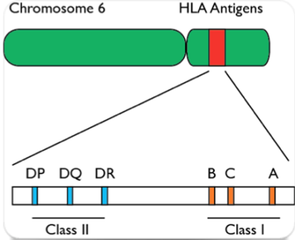 HLA-1.png