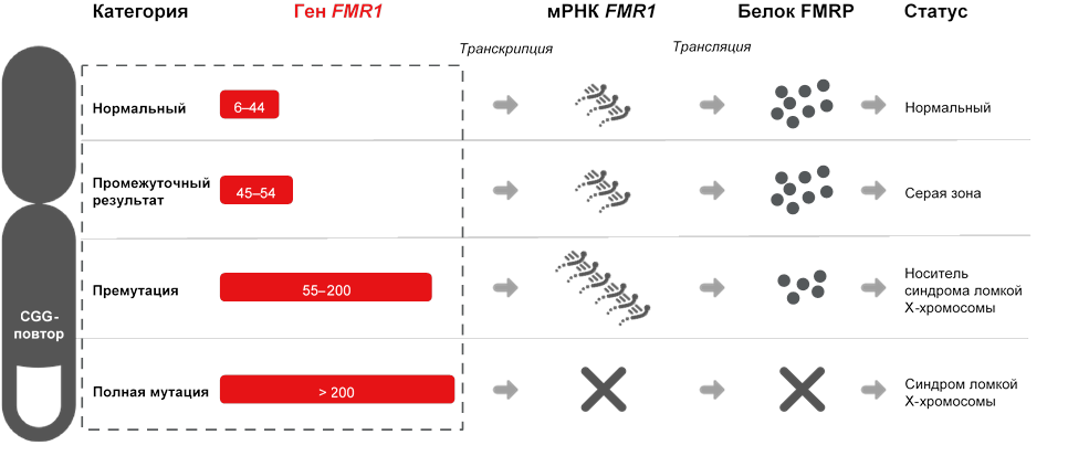 Результаты скрининга новейшим набором для детекции синдрома ломкой Х-хромосомы - CarrierMax FMR1 Reagent Kit,