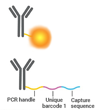 Antibody-Barcoding-kit2.jpg