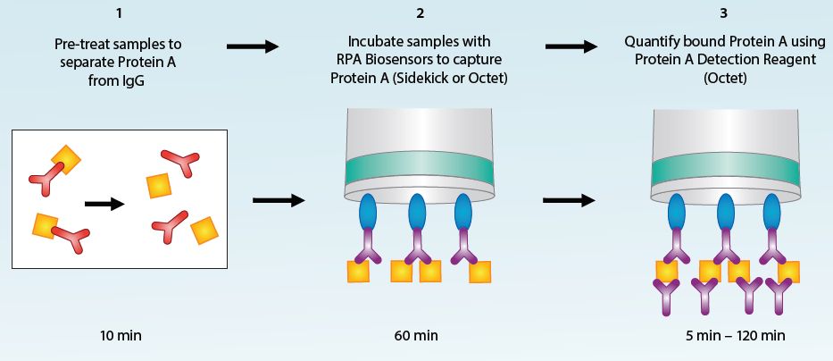 protein_a.jpg