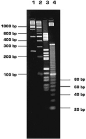 Гель MS-8 3% в 1хТAЕ буфер diaGene