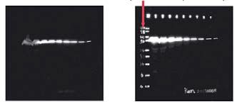 Optiblot-ECL.jpg