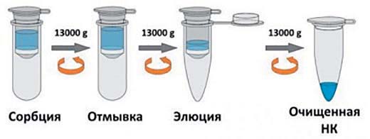 Genomica_diaGene_03_2017_легкая_1.jpg