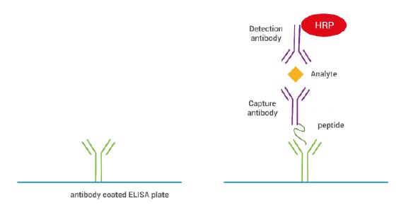 ab270552-381325-SimpleStep-ELISA-Custom-ELISA-Kit-how-it-works-diagram2.jpg