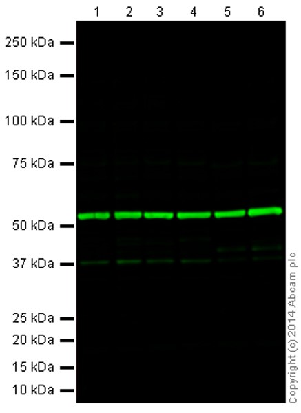 abcam4.jpg