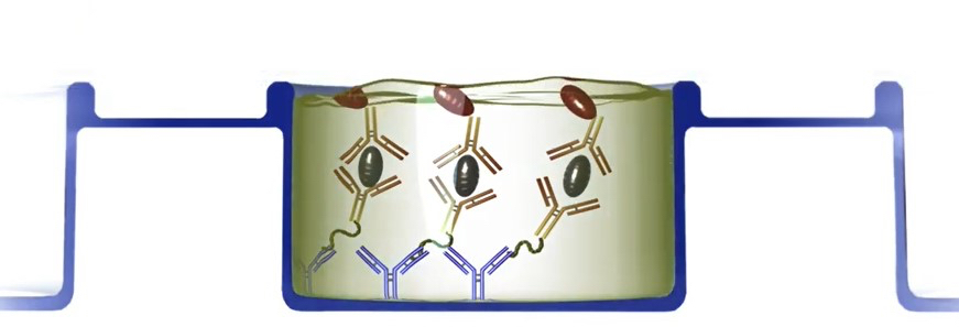 simple_elisa2.jpg