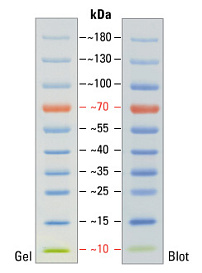 Маркеры молекулярной массы белков, окрашенные, PageRuler, 10-180 кДа, для SDS-электрофореза и вестерн-блоттинга