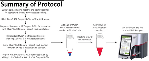 Набор для анализа апоптоза (каспазы 1, 3, 4, 5, 6, 7, 8 и 9) Muse Muse MultiCaspase Kit, 100 тестов, Luminex Фото 2