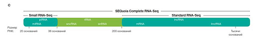 Диапазон РНК захватываемых набором SEQuoia Complete Stranded RNA Library Prep Kit