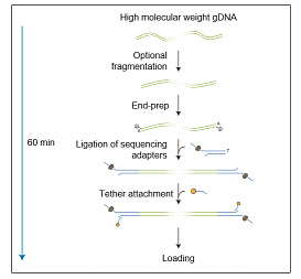 Набор для секвенирования ДНК с лигированием, Ligation Sequencing Kit