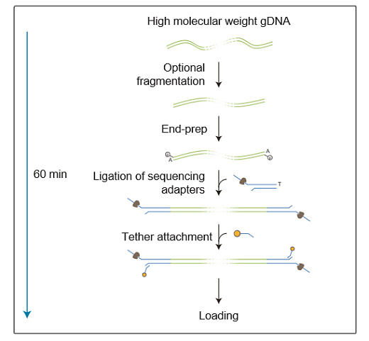 Набор для секвенирования ДНК с лигированием, Ligation Sequencing Kit, Oxford Nanopore Technologies Фото 1