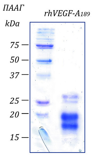 Фактор роста эндотелия сосудов- А человека, изоформа 189, рекомбинантный белок, rhVEGF-A189, гель