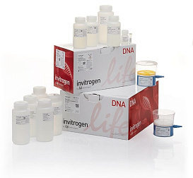 Набор PureLink HiPure Expi Plasmid Megaprep Kit, Thermo FS