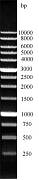 ДНК-маркер 10000/13C, 13 фрагментов от 250 до 10000 п.н.; концентрат 0,5 мг/мл