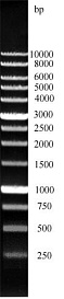 ДНК-маркер 10000/13C, 13 фрагментов от 250 до 10000 п.н.; концентрат 0,5 мг/мл, Диаэм
