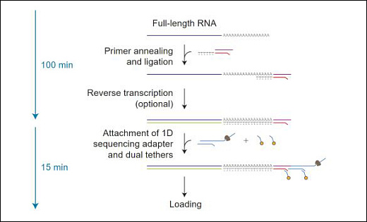 Набор для прямого секвенирования РНК, Direct RNA Sequencing Kit, Oxford Nanopore Technologies Фото 1