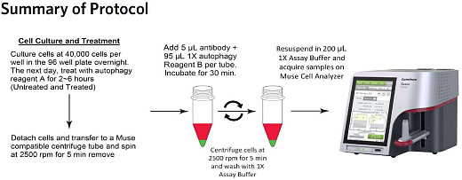 Набор для анализа аутофагии Muse Autophagy LC3-Antibody Based Kit, 200 тестов, Luminex Фото 3