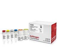 Набор для прямого анализа экспрессии генов SYBR Green Fast Advanced Cells-to-CT Kit из культивируемых клеток без предварительного выделения РНК