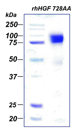 Фактор роста гепатоцитов человека, рекомбинантный белок, rhHGF 728AA