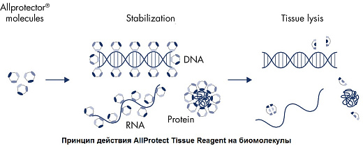 Реагент, стабилизирующий ДНК, РНК и белки в образцах животных тканей Allprotect Tissue Reagent, Qiagen Фото 2