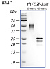Фактор роста эндотелия сосудов-А человека, изоформа 165, рекомбинантный белок, rhVEGF-A165, гель