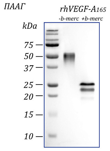 Фактор роста эндотелия сосудов-А человека, изоформа 165, рекомбинантный белок, rhVEGF-A165, гель