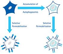 Набор для анализа аутофагии Muse Autophagy LC3-Antibody Based Kit, 200 тестов