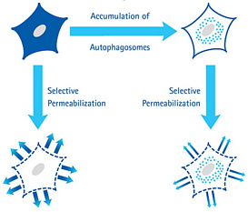 Набор для анализа аутофагии Muse Autophagy LC3-Antibody Based Kit, 200 тестов