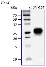 Гранулоцитарно-макрофагальный колониестимулирующий фактор человека, рекомбинантный белок, rhGM-CSF