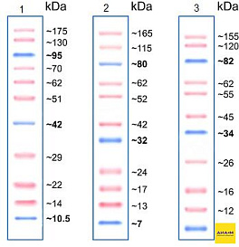 Маркеры белковые молекулярного веса, предокрашенные, Prism Ultra, 10-175 кДа, 11 полос