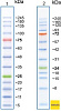 Маркеры белковые молекулярного веса, предокрашенные, Prism Ultra, 3.5-245 кДа, 13 полос Фото 2