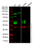 Клеточная линия Human CD47 knockout HEK293T cell line Фото 2