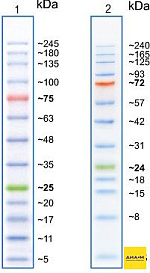 Маркеры белковые молекулярного веса, предокрашенные, Prism Ultra, 3.5-245 кДа, 13 полос