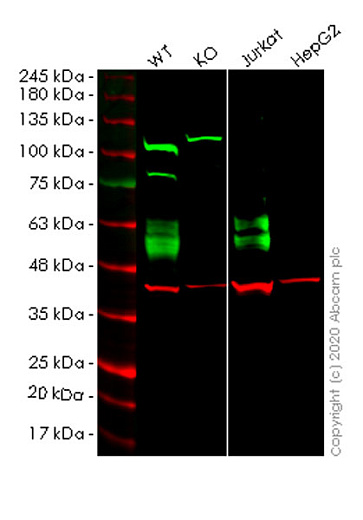 Клеточная линия Human CD47 knockout HEK293T cell line, Abcam Фото 1