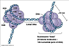 Набор DNMT1 Inhibitor Screening Assay Kit Фото 2